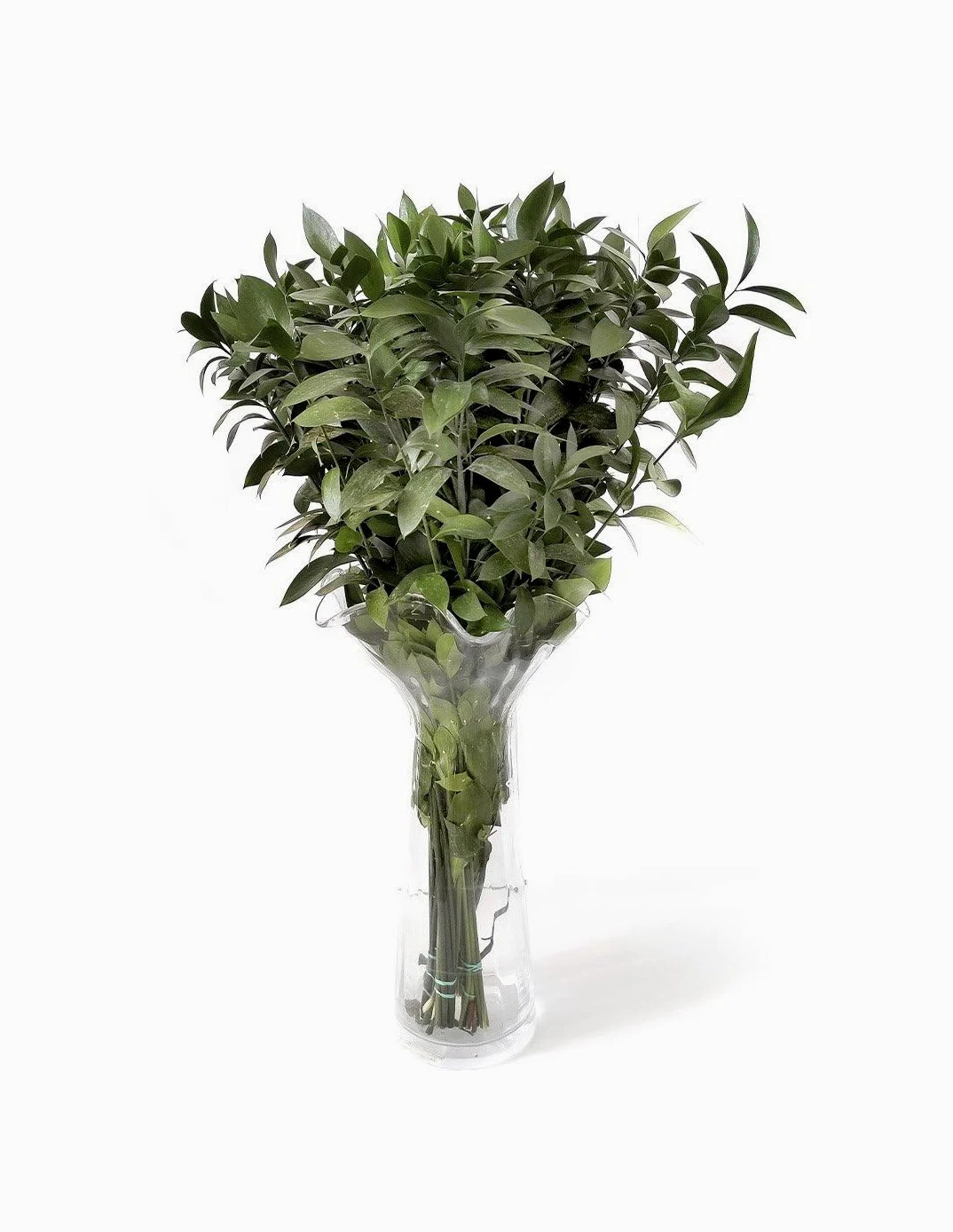 JARDIN202 - Ruscus | Flor Natural | Ramo de 50 tallos | Verde | 80cm de alto