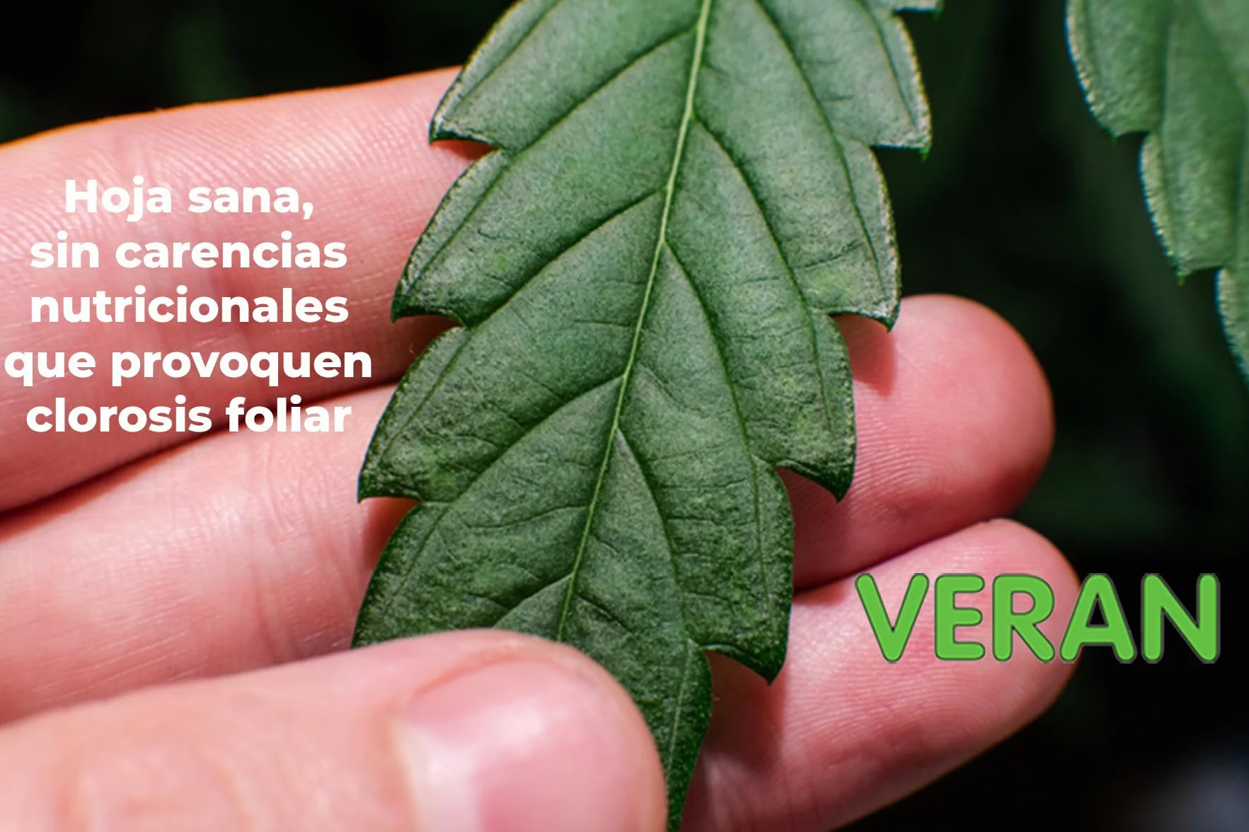 VERAN Quelatos de Hierro 200g | Aporte de Hierro Biocompatible para Plantas | Reverdeciente de Plantas Terrestres y de Acuario | Abono Quelato de Hierro Contra la Clorosis Férrica 100% Soluble en Agua