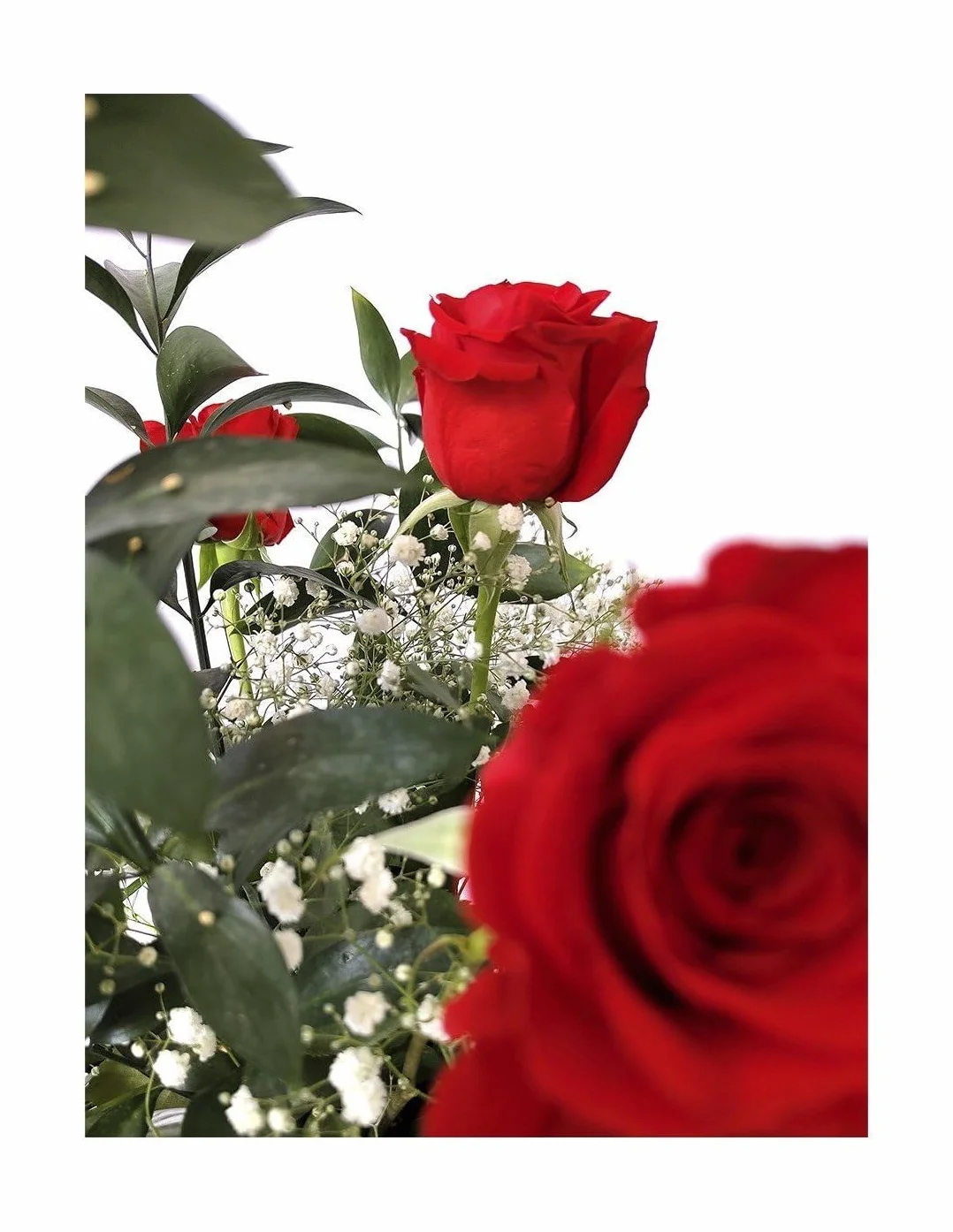 JARDIN202 - Ramo de Rosas Rojas Naturales | Flor Natural | Ramo de rosas rojas frescas | 60cm de alto | Ramo de 6 tallos (Estilo tradicional)