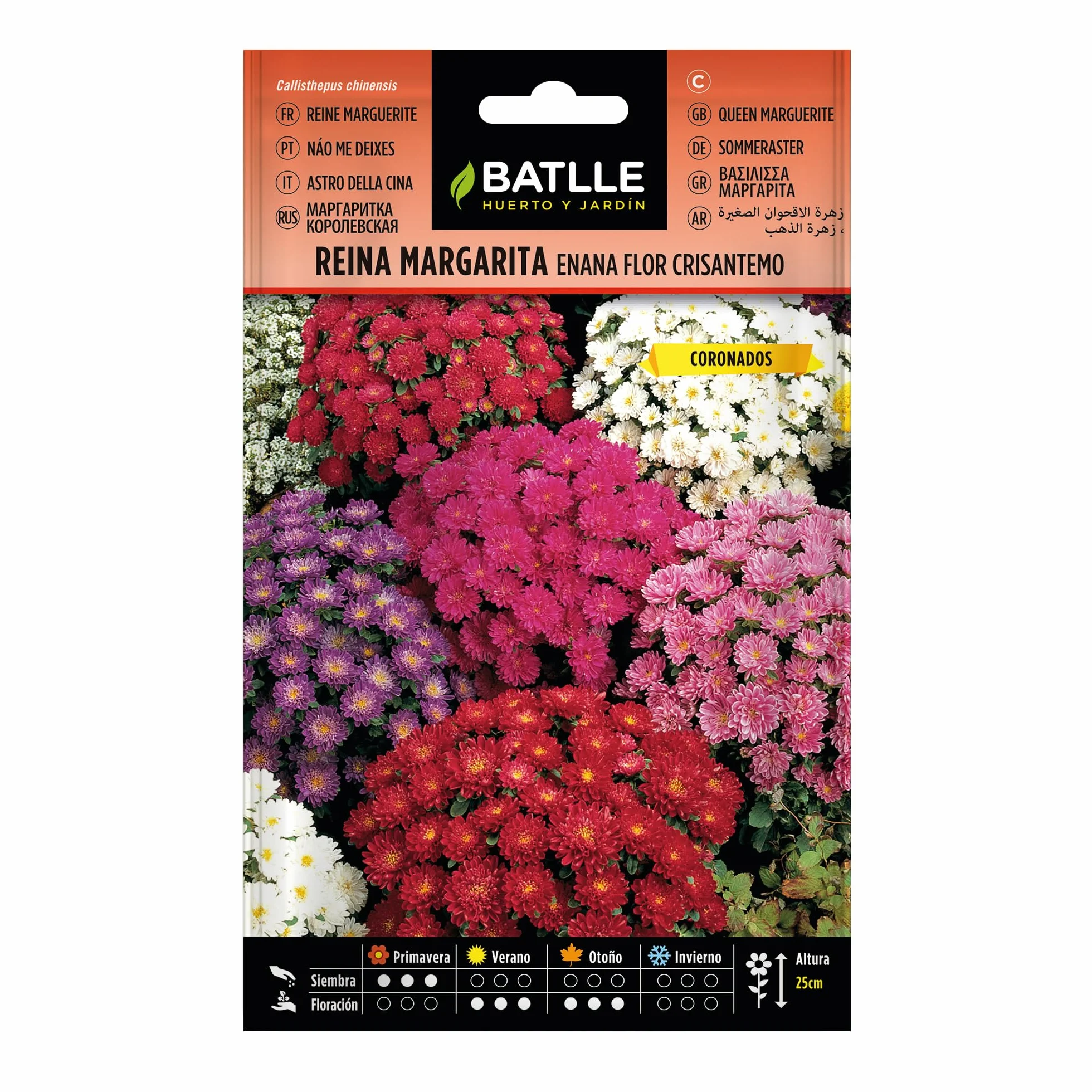 Semillas Batlle Reina Marg. ENANO flor crisantemo