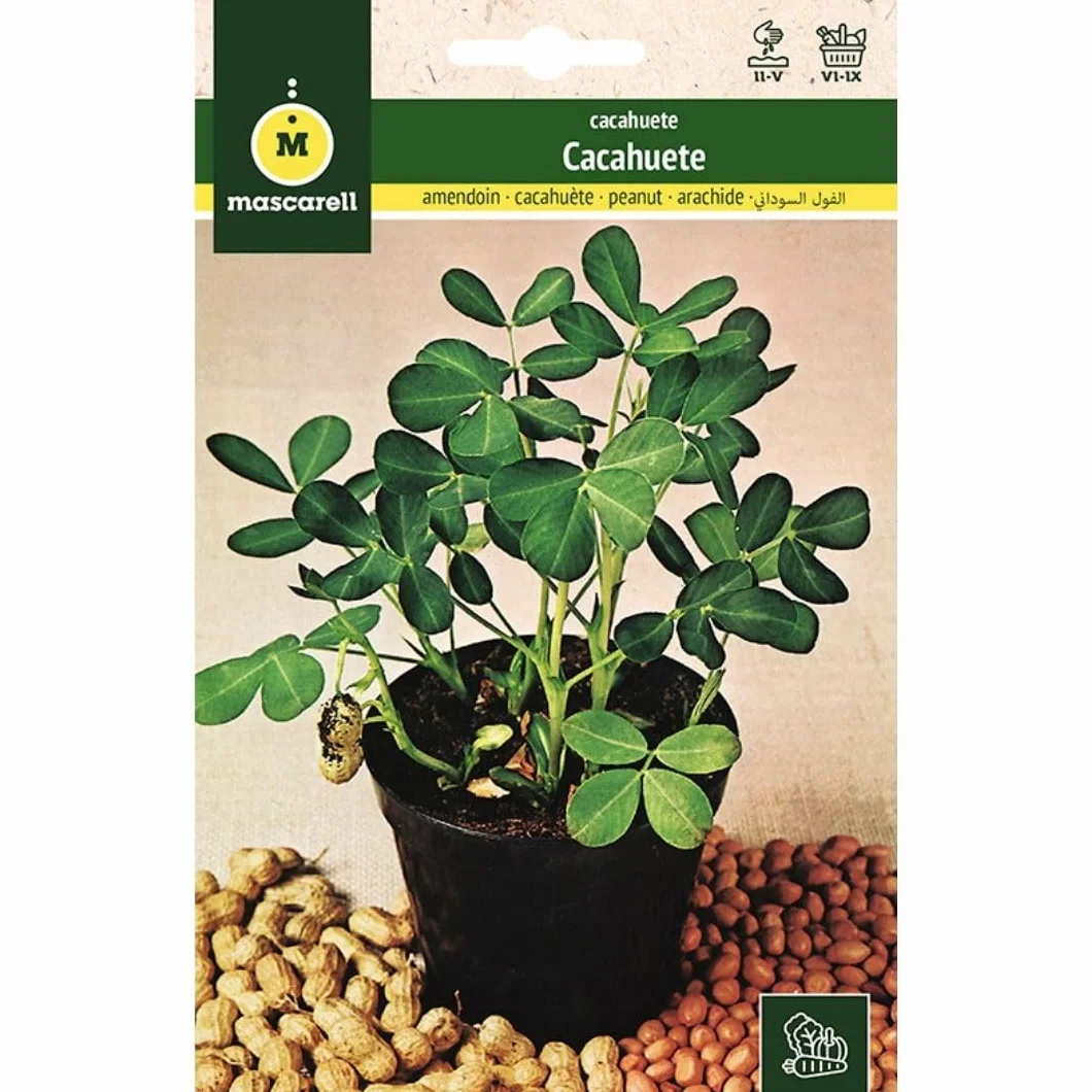Mascarell Semillas, CACAHUETE, Semillas de Cacahuete para Plantar, Crea tu Propio Huerto Urbano y Cultivo en Casa, Plantas Hortícolas, Altura 30-50 Cm, Clima Templado-Cálido, 10 Gramos