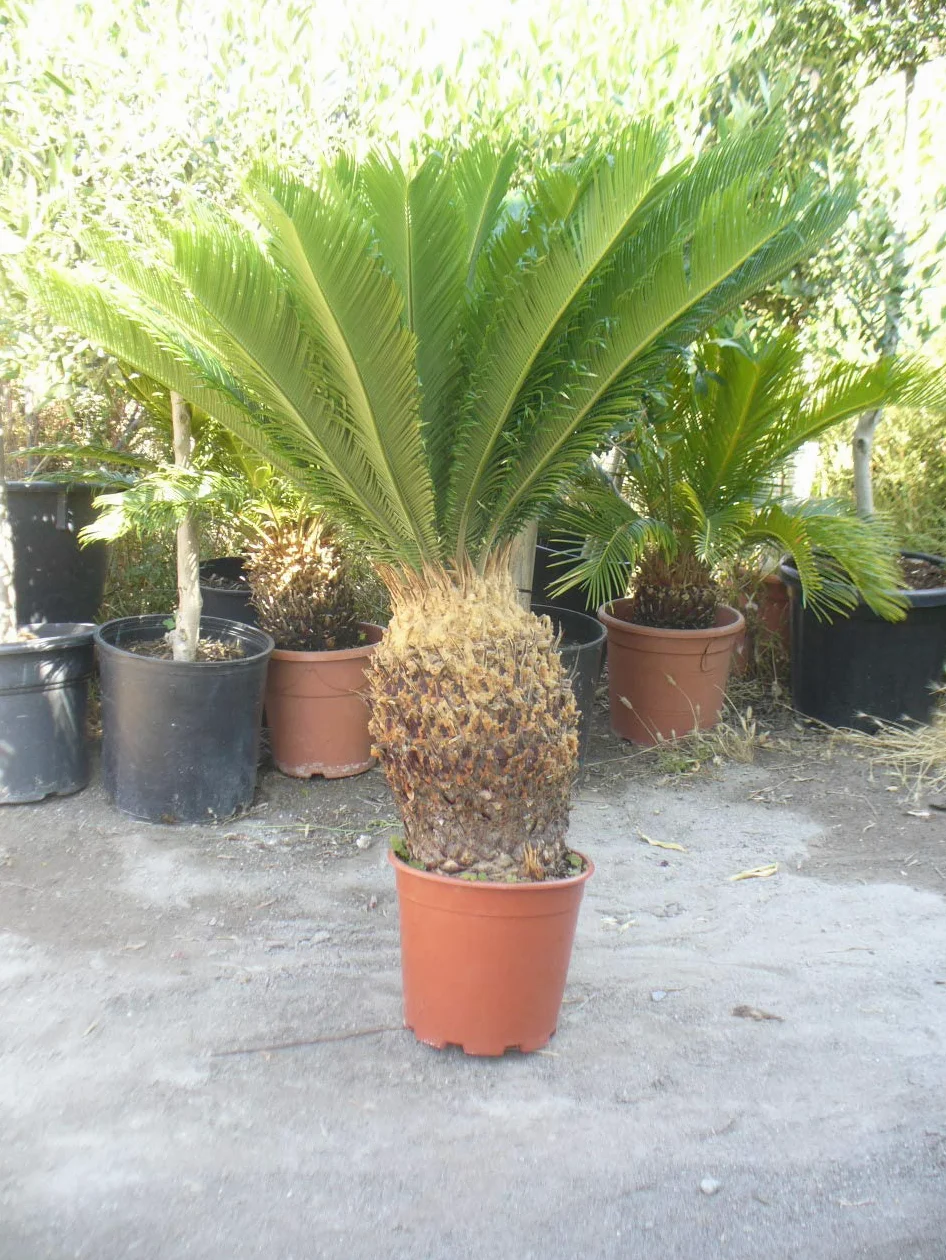 Palmera Cyca revoluta, aprox 100 cm de altura y 90 cm diametro