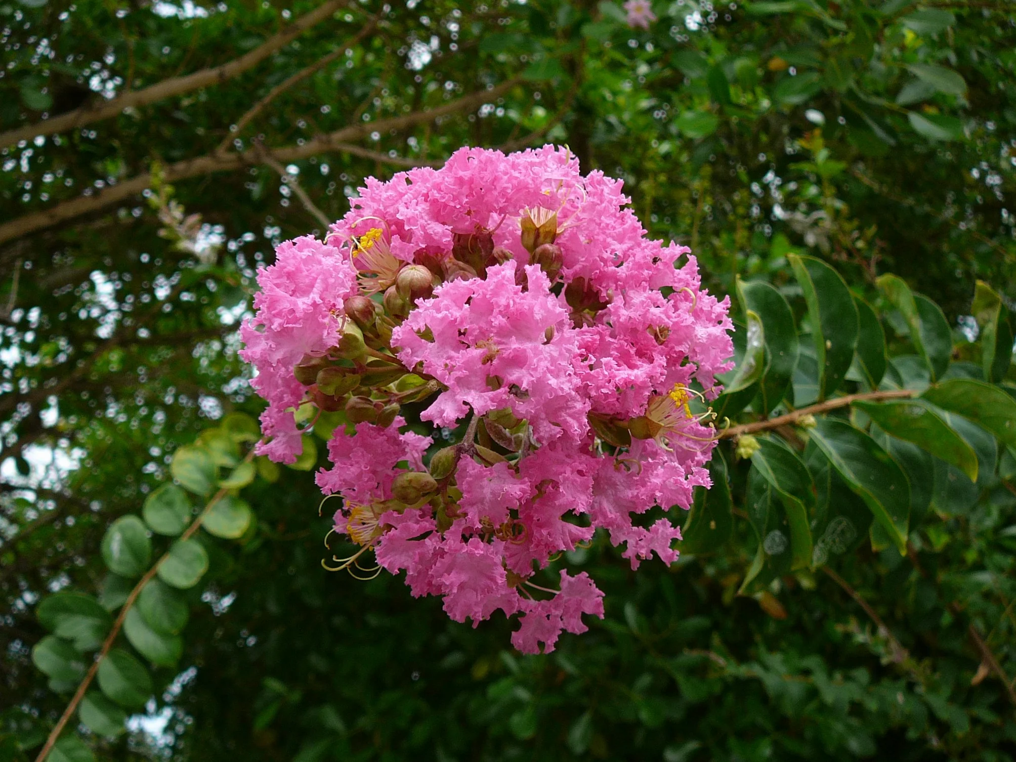 50 Semillas de Arbol de Jupiter (Lagerstroemia indica)