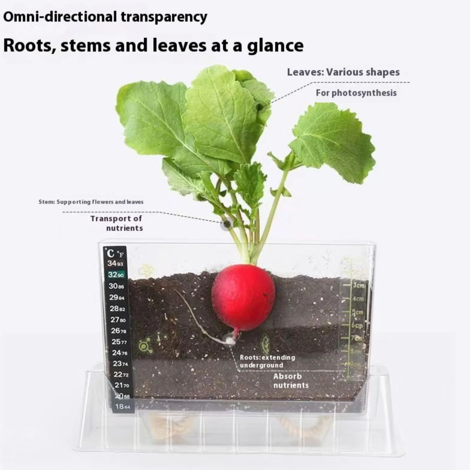 LOJAX Caja de observación de Crecimiento de Plantas Transparente, máquina de germinación de Semillas, lecho de plántulas de germinación, Bandeja de plántulas, fácil de Usar