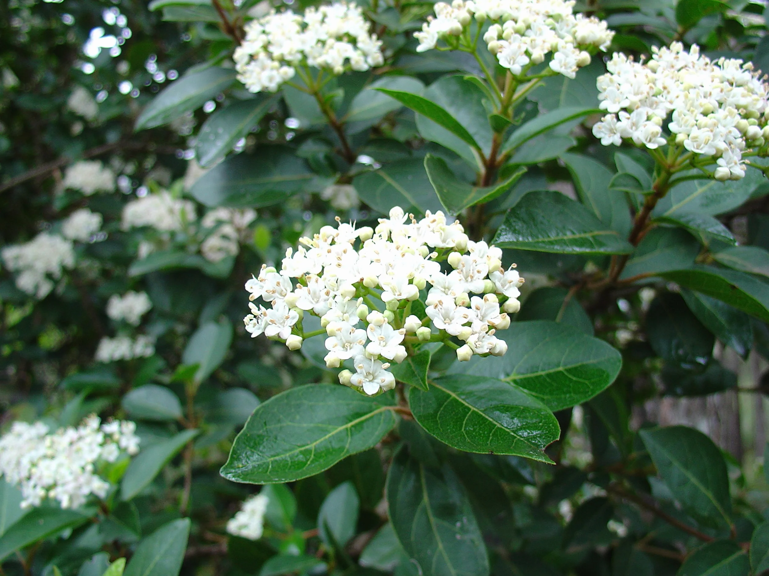 25 Semillas de Durillo (Viburnum tinus)
