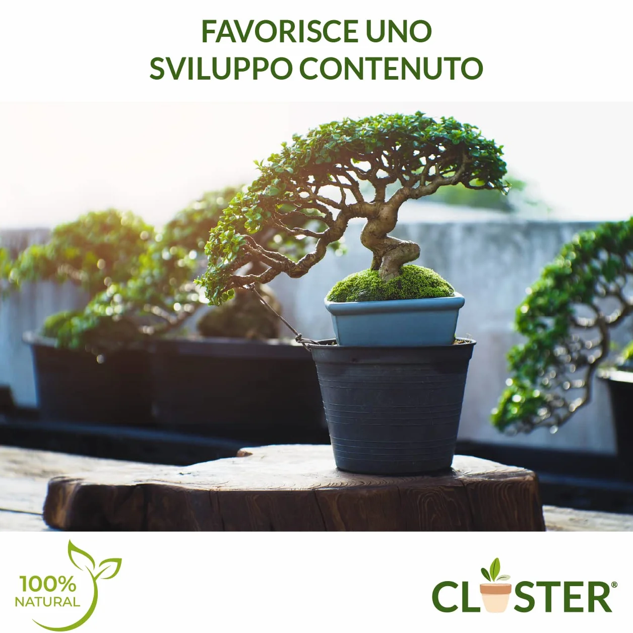 Bonsai Love 200 GR - Fertilizante Granulado de Liberación Lenta para Bonsáis - Fertilizante Natural Orgánico con Nitrógeno, Fósforo y Potasio - Para Bonsáis de Interior y Exterior