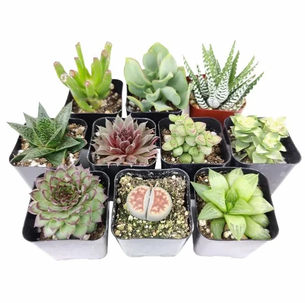 Mix de 10 Suculentas Mini Plantas Fáciles de Mantener tanto en Interior como en Exterior