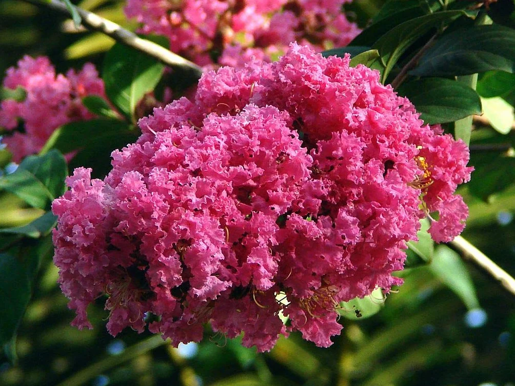50 Semillas de Arbol de Jupiter (Lagerstroemia indica)