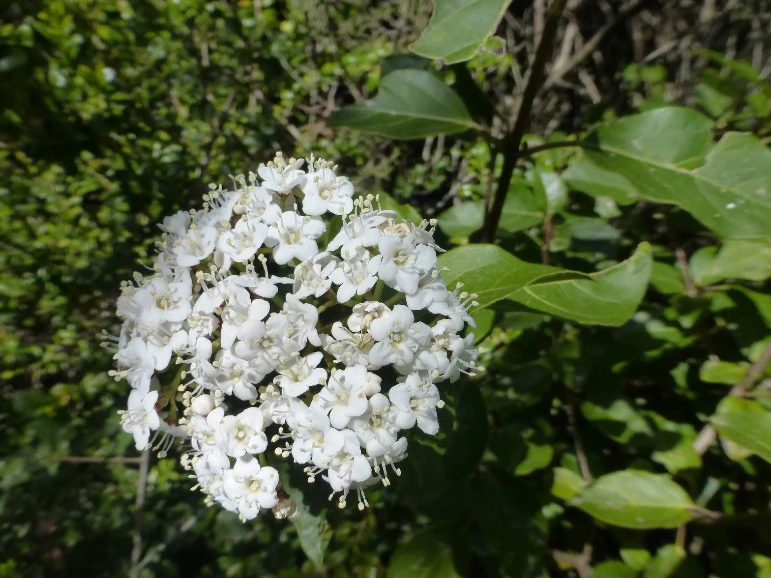 25 Semillas de Durillo (Viburnum tinus)