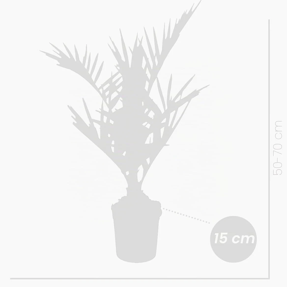 Bloomique - Set de 2 - Phoenix canariensis - Palmera datilera canaria - Palmera resistente - Plantas de jardín - Altura 50-70 cm - Maceta 15 cm