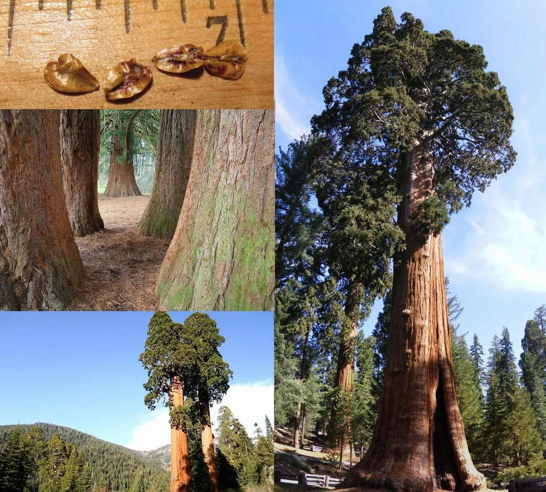 Magic of Nature - 25 Semillas de Secuoya Gigante (Sequoiadendron giganteum) Redwood, Resistente al Frío, Árbol de Gran Jardín y Paisajismo