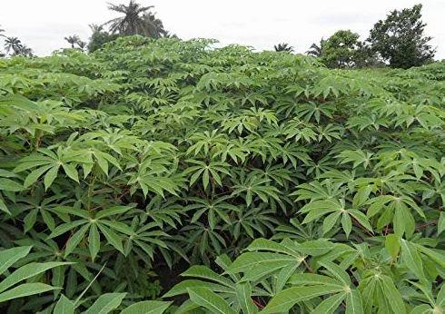 Manihot Esculenta (3 semillas)