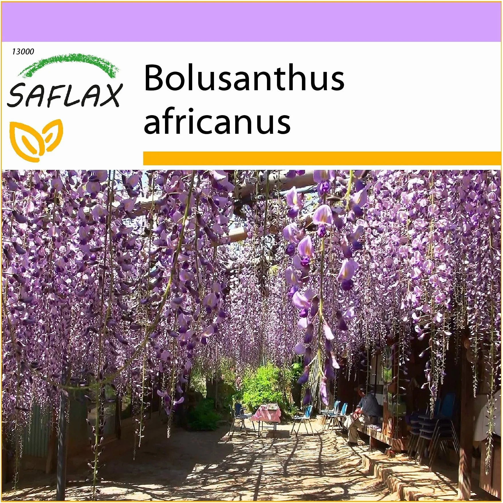 SAFLAX - Glicinia africana - 15 semillas - Bolusanthus africanus