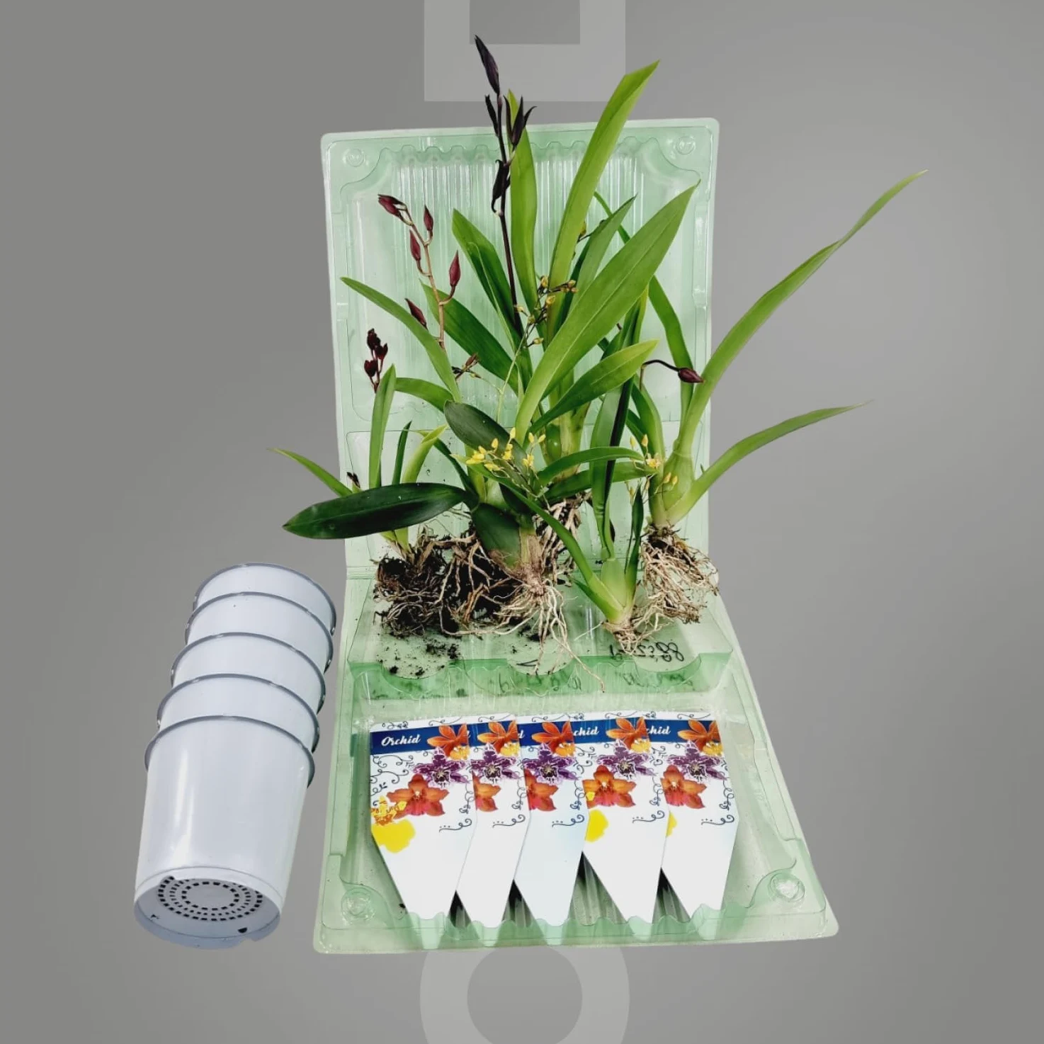 Orquídeas mezcla 5 plantas de interior Holanda Cambria Colmonara Brassia 15-20 cm