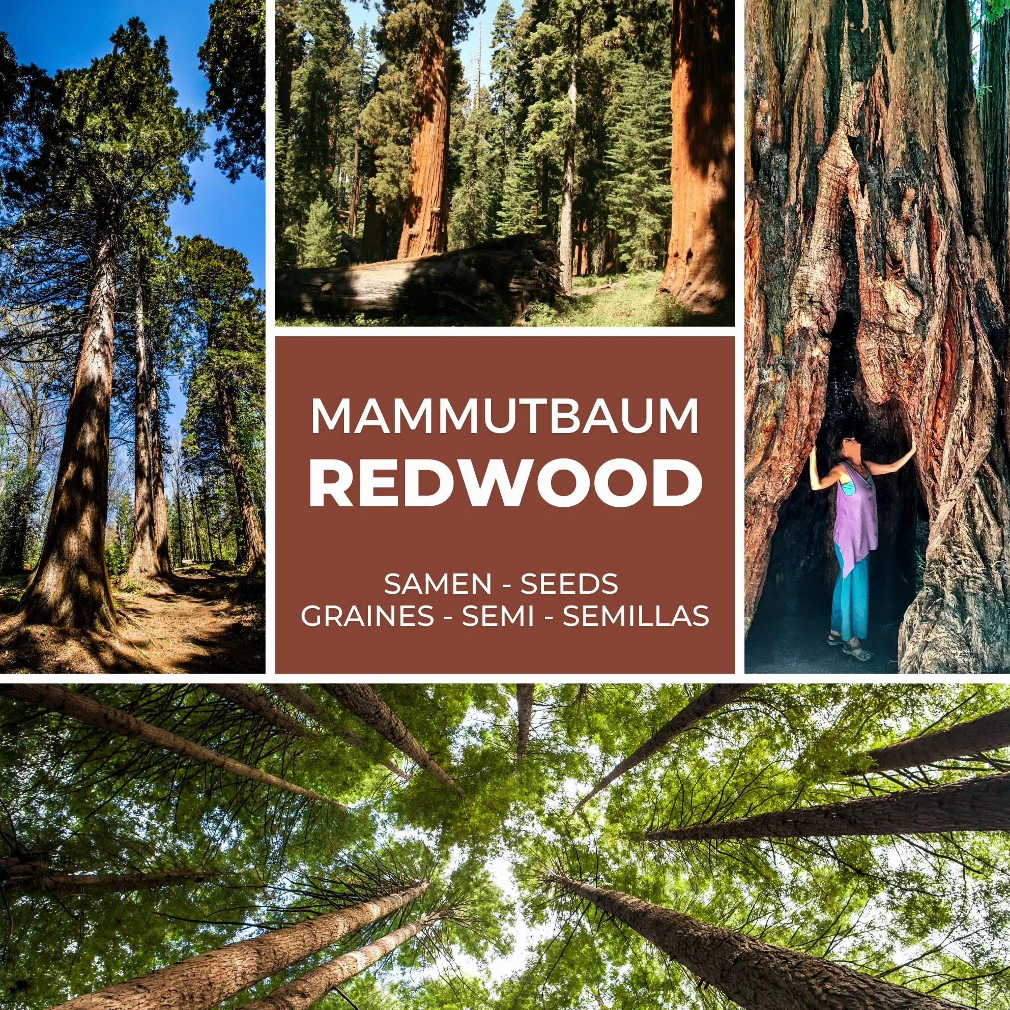Magic of Nature - 25 Semillas de Secuoya Gigante (Sequoiadendron giganteum) Redwood, Resistente al Frío, Árbol de Gran Jardín y Paisajismo