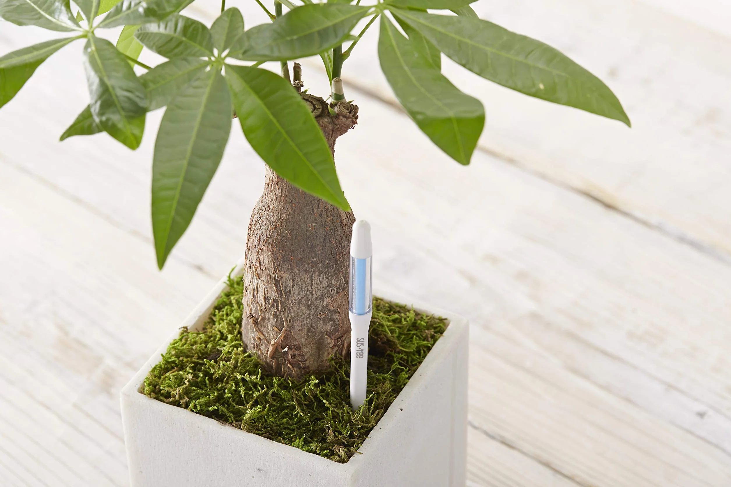 Sustee Aquameter, juego de 5, sensor de humedad del suelo para plantas (verde, mediano)