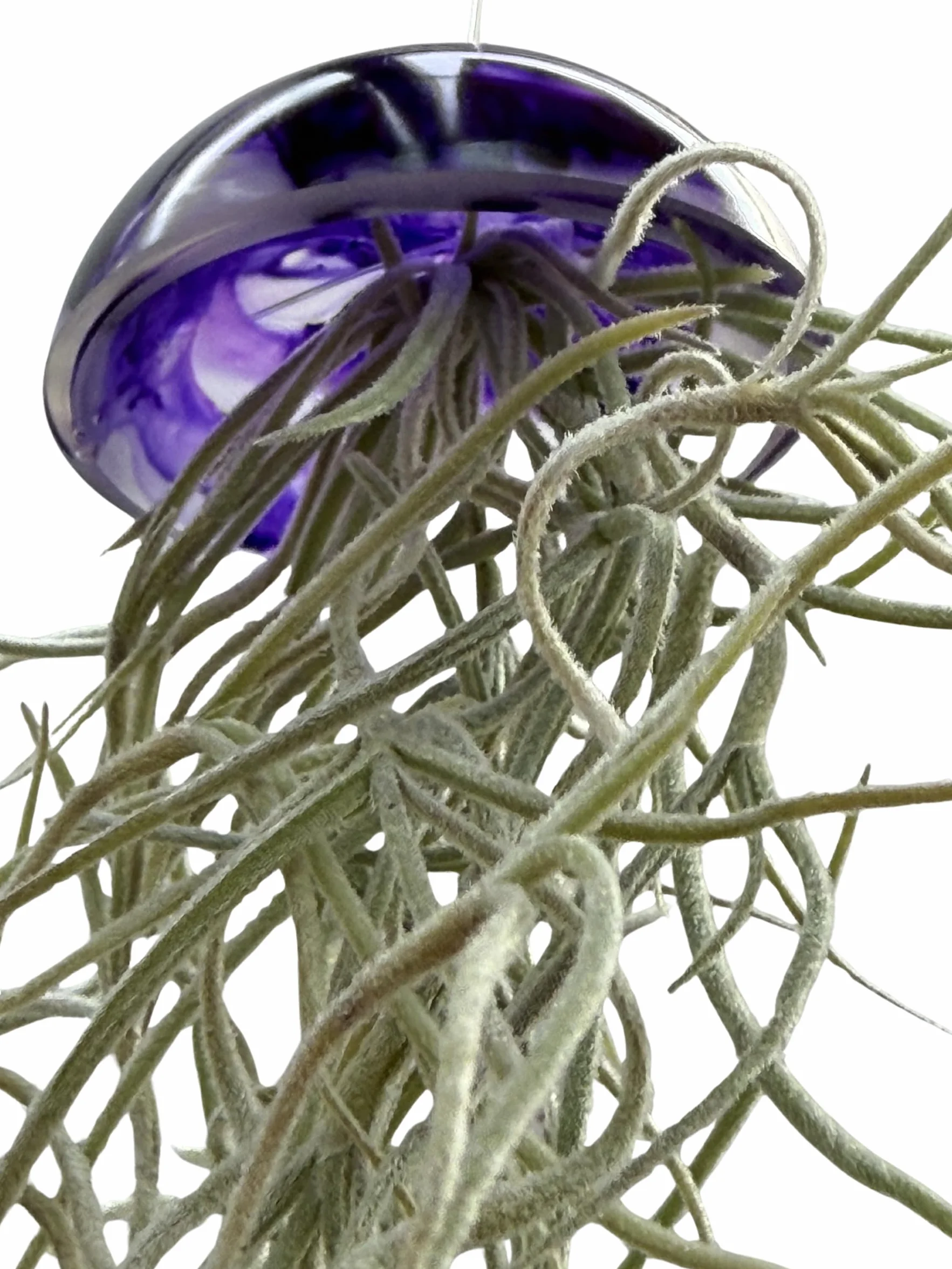 Juego de tres plantas de aire de medusas de cristal púrpura epoxi tillandsia plantas aéreas.