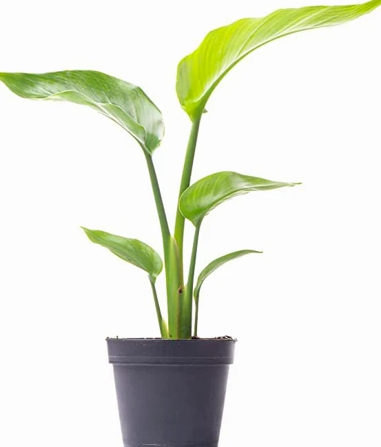 Strelitzia Augusta Natural Platanera Planta Exótica
