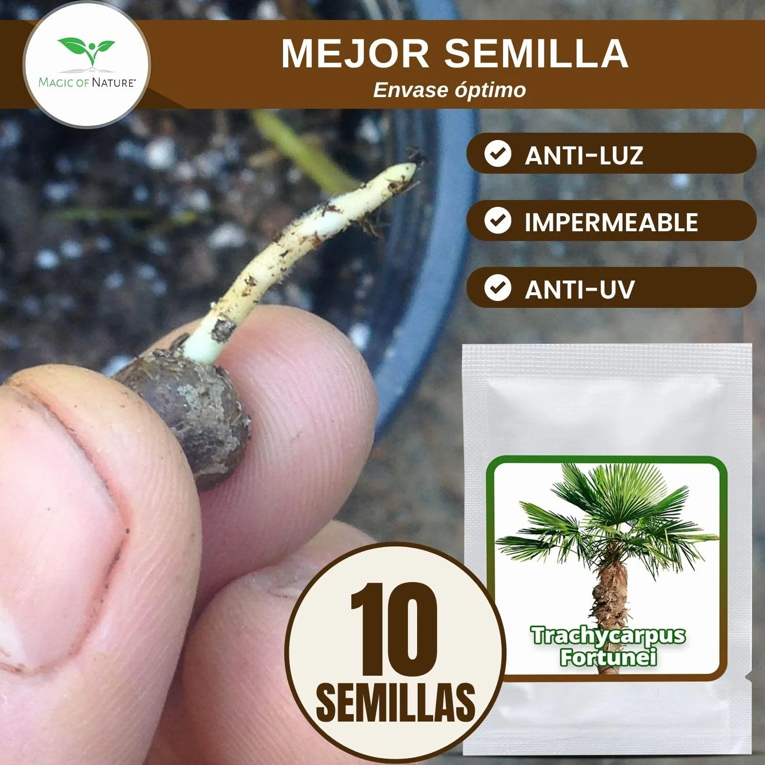 Magic of Nature Palmera de la Fortuna 10 Semillas - Trachycarpus fortunei - Palmito Elevado hasta -17°C - Semillas de Palma para Jardín