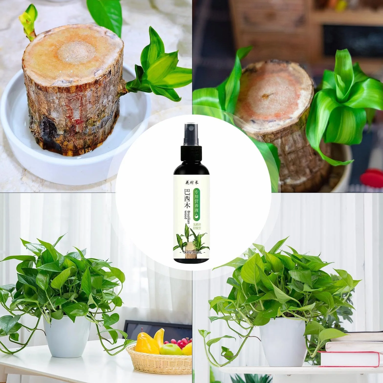 Alimento para plantas de madera brasileña, fertilizante líquido de bambú de 100ml, fertilizante para plantas de interior de madera brasileña de la suerte, fertilizante líquido para plantas de interior