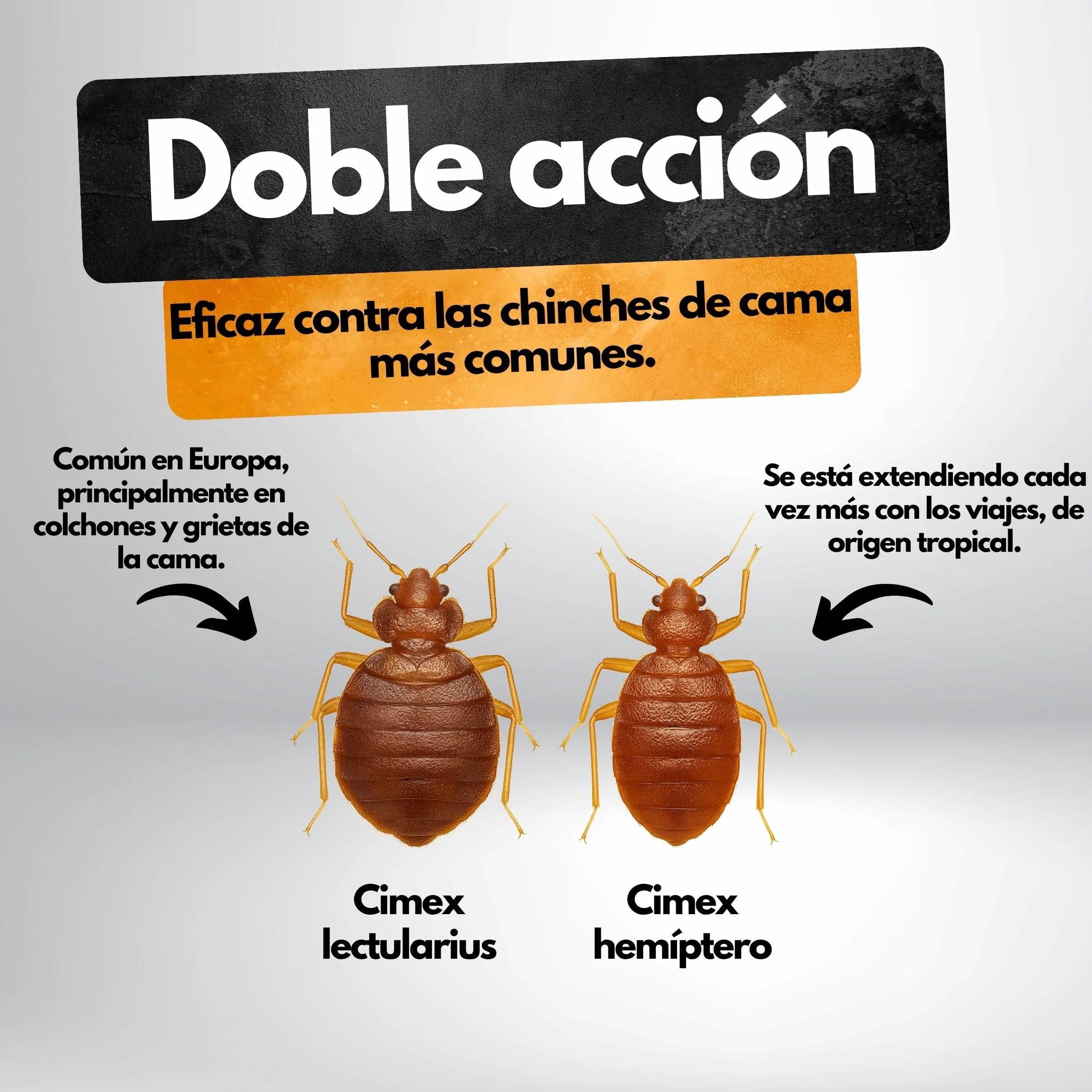 Trampa para chinches – 8 unidades – Con sustancia atrayente – Eficaz hasta 4 semanas – Para determinar la necesidad y controlar la infestación – Sin químicos – Contra Cimex lectularius y C. hemipterus