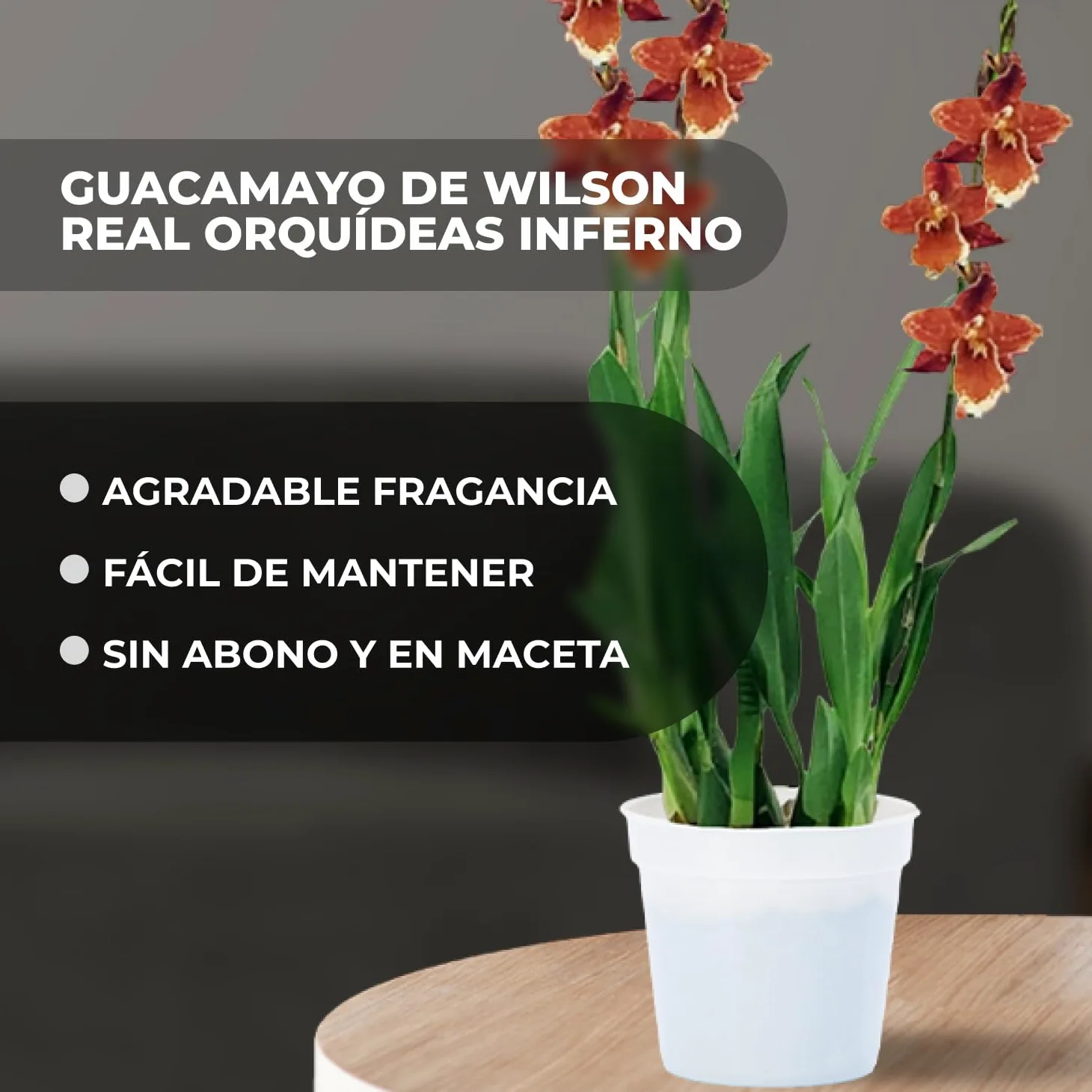 Orquídeas Wilsonara Inferno 2 plantas de interior 30-40 cm Holanda