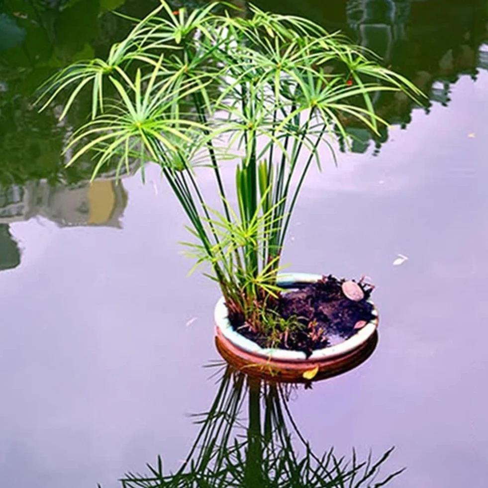 Haloppe 30 Unids Cyperus Alternifolius Flores Plantas Semillas para la Plantación de Jardín en el Hogar, Cyperus Alternifolius Semillas Planta de Agua Semi-acuática Estanque Jardín Decoración Se