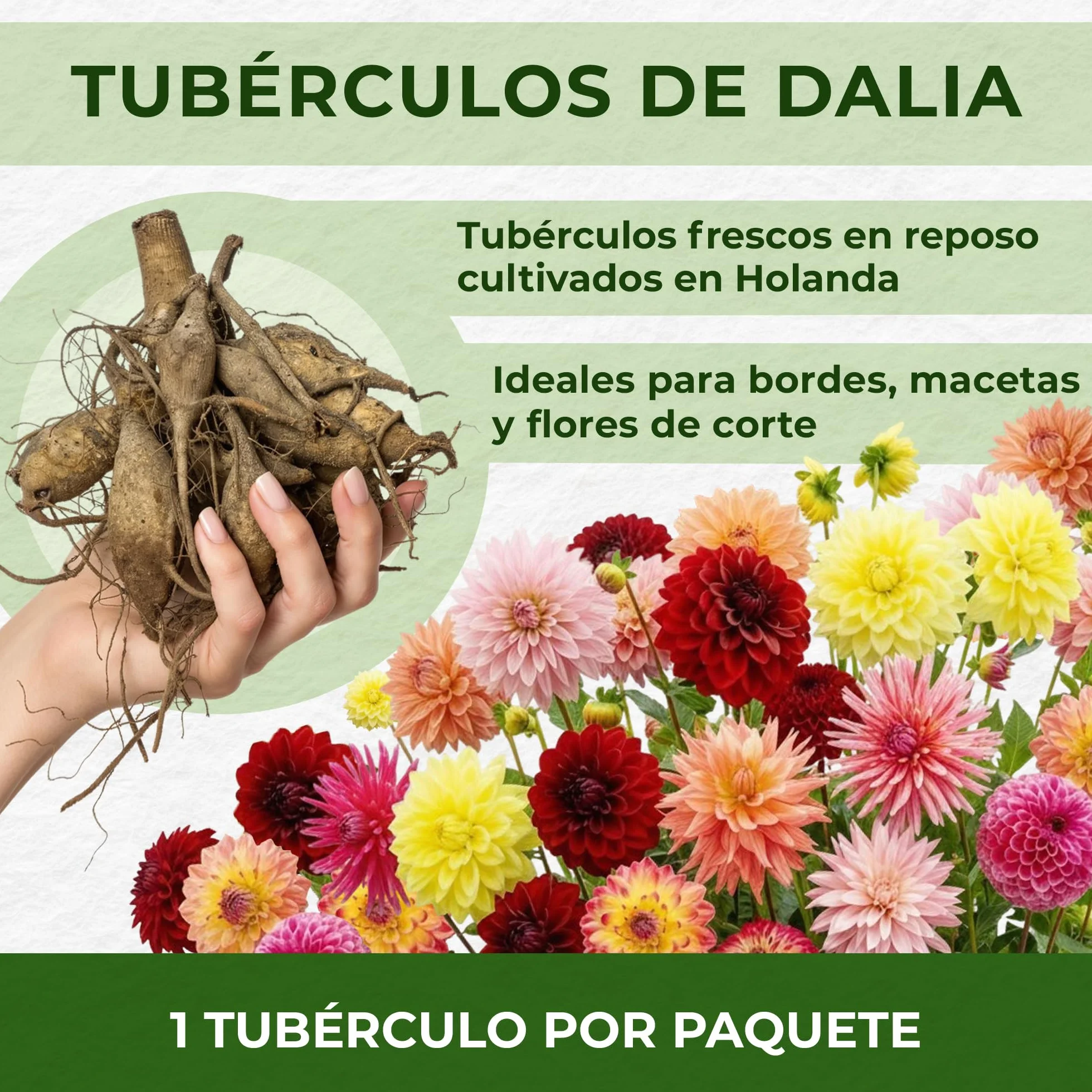 Dahlia Tubers Grand Collection, paquete de regalo con mezcla de 5 variedades de bulbos de dalia de Holanda, mezcla exclusiva de tubérculos de dalia para jardín y macetas(sin semillas, no artificiales)
