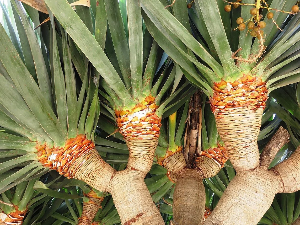 6 Semillas de Drago de Canarias (Dracaena draco), Árbol Milenario