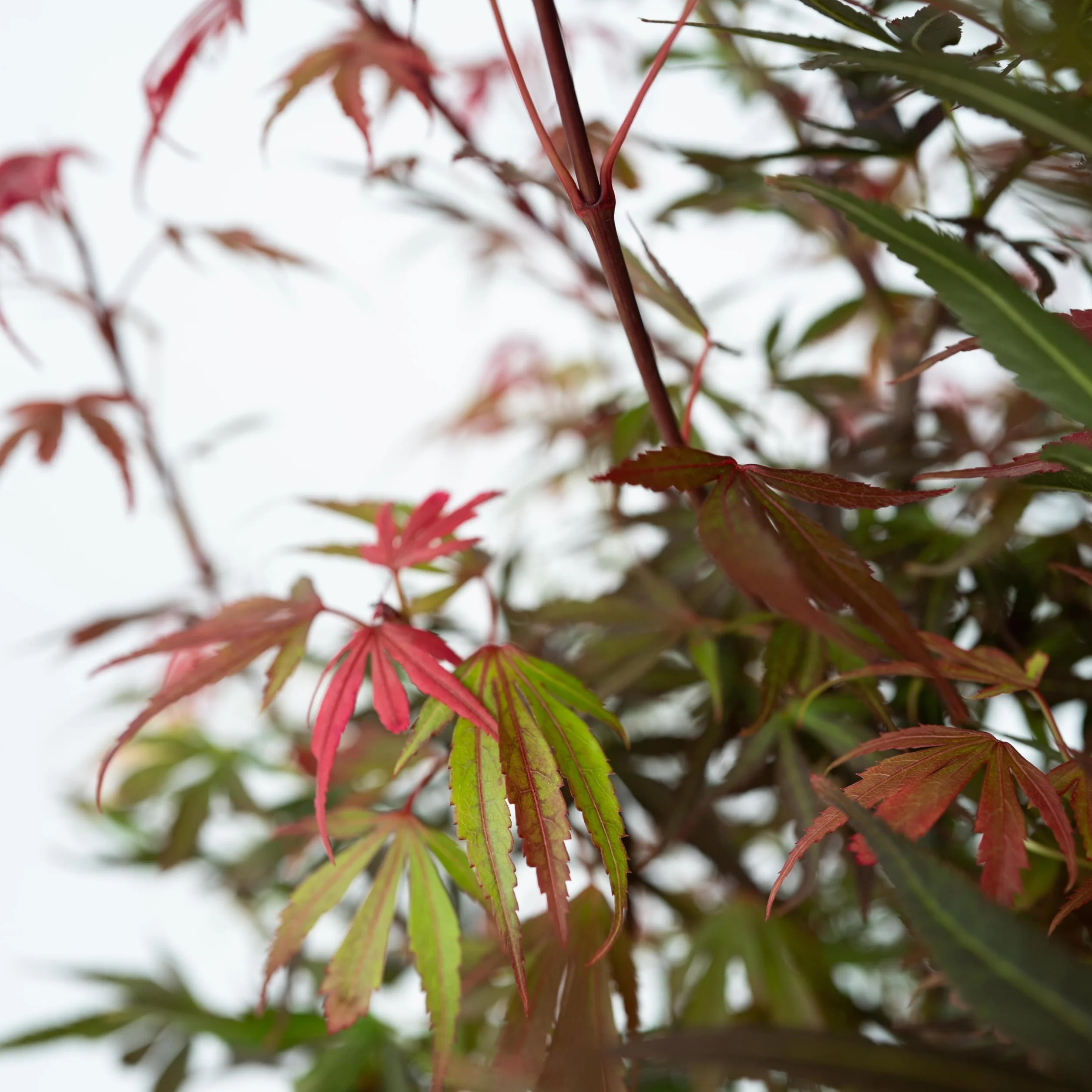 Plant in a Box - Acer palmatum 'Shaina' - Set de 2 - Arce japonés resistente - Hojas rojas - Maceta 19cm - Altura 80-90cm