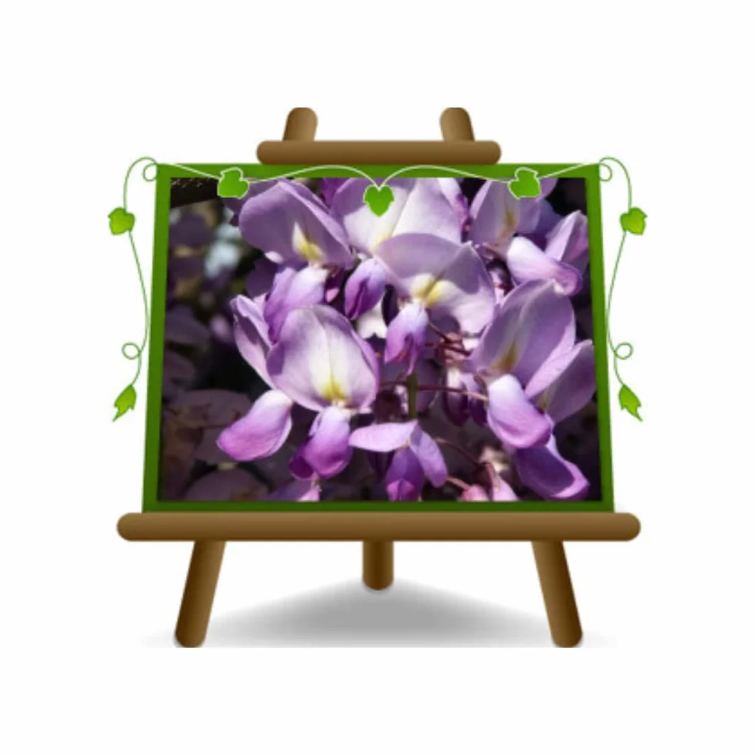 Wisteria Brakybotrys Ikoyama Fuji Wisteria Malva – Planta en Florero De 18 - Plantas Enredaderas En Altura 200CM
