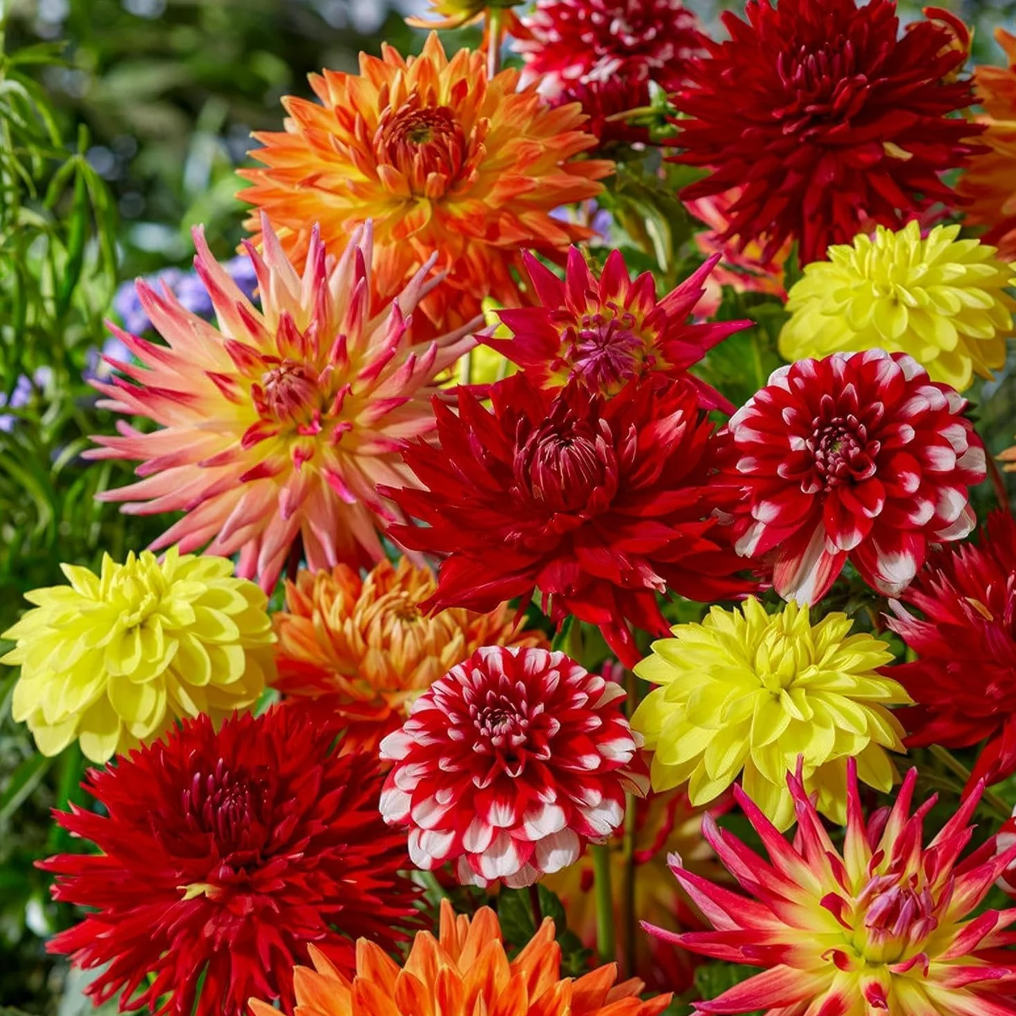 Dahlia Tubers Grand Collection, paquete de regalo con mezcla de 5 variedades de bulbos de dalia de Holanda, mezcla exclusiva de tubérculos de dalia para jardín y macetas(sin semillas, no artificiales)