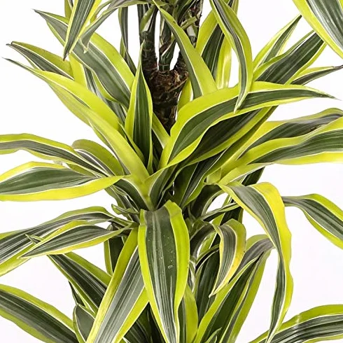 Dracaena Lemon Lime - 2 troncos - Altura total aprox. 80cm. - Planta viva - (envíos sólo a península)