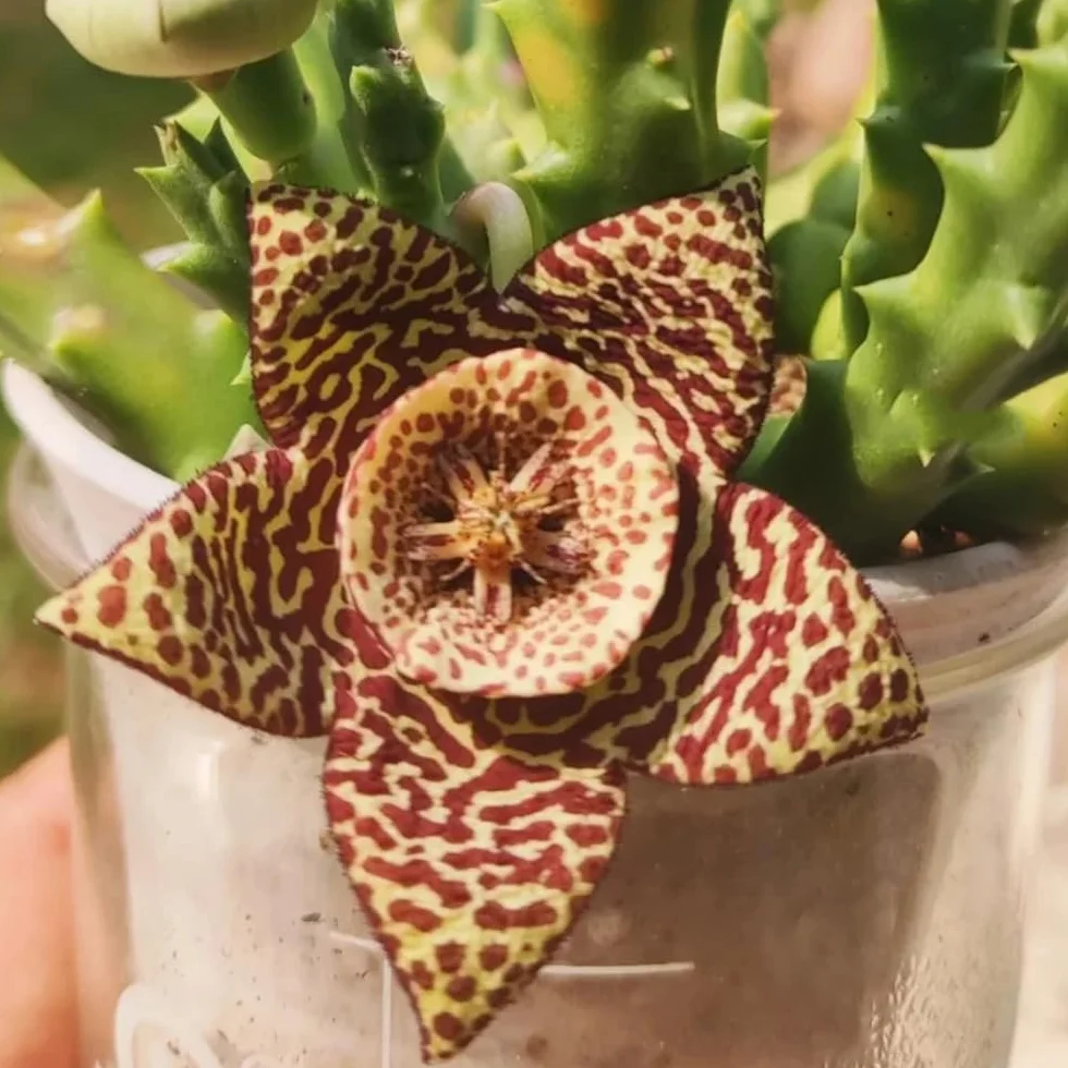 stapelia - de interior suculentas stapeliasamen de interior hoja trepadoras resistentes cubrir el suelo, otoño, resistentes, con 15semillas