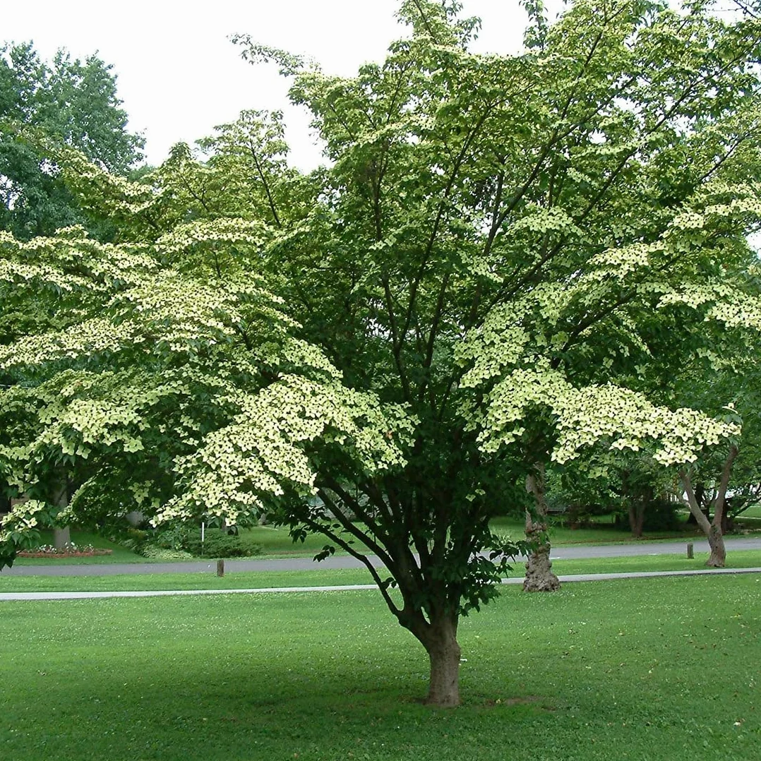 Cornejo japonés - Cornus kousa 50-60 C -