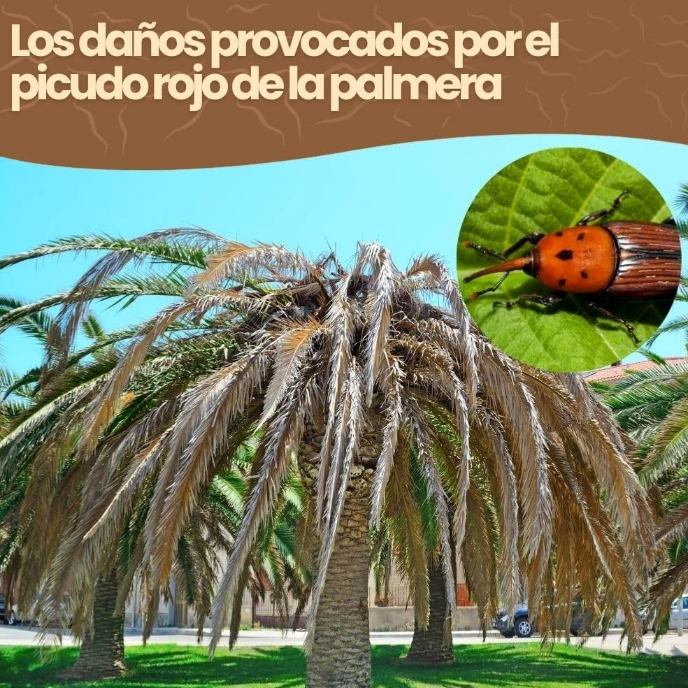 Nematodos SC contra el picudo rojo de la palmera (Para 2 a 4 palmeras - 50 millones)