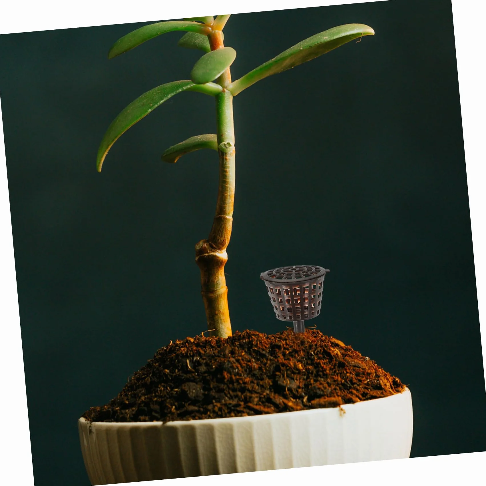 Caja De Fertilizante para Bonsái 20 Piezas con Tapa Contenedor De Abono para Plantas Pequeñas Protector contra Animales Y Viento Ideal para Orquídeas Y Jardín