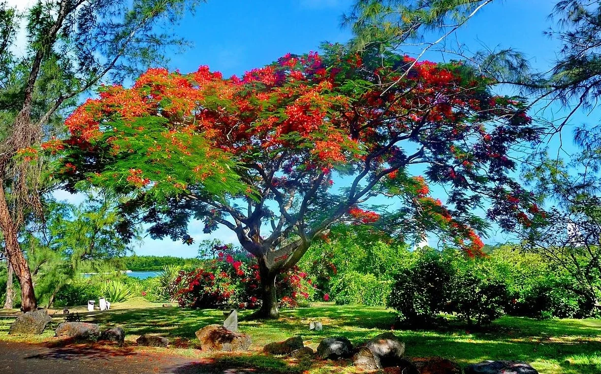 20 Semillas de Flamboyán Rojo - (Delonix Regia)