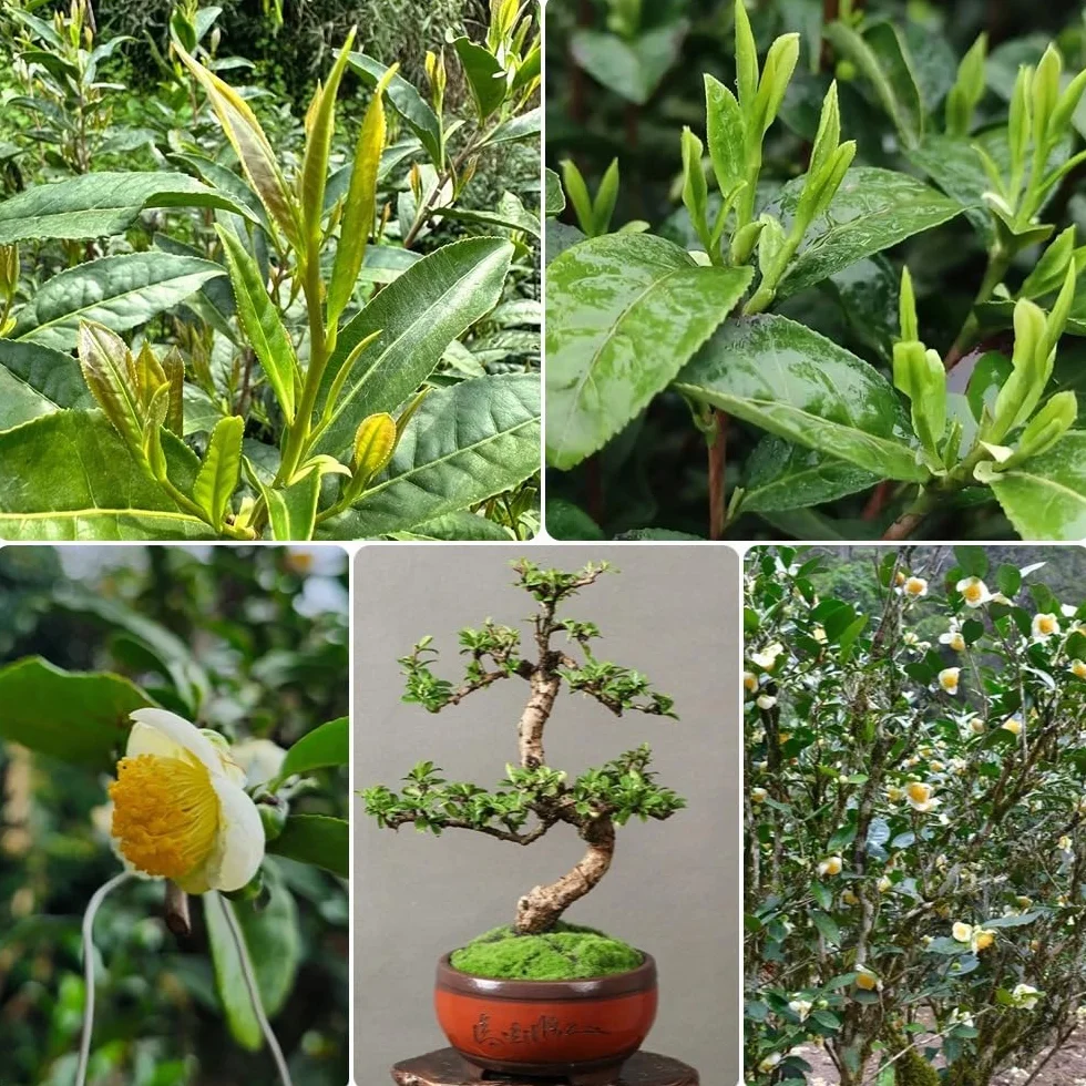 Semillas de té verde, semillas de té, arbustos en de té Camellia sinensis, semillas exóticas en resistentes al aire libre resistentes 35pcs