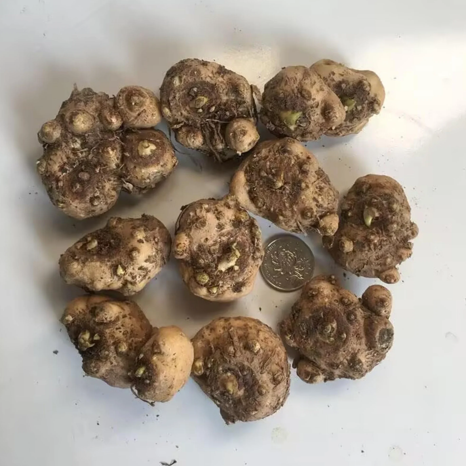 Los bulbos de cala son fáciles de cultivar, perennes y fáciles de mantener para balcones y jardines.-2bulbos-A