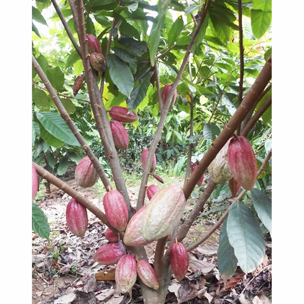 semillas del árbol del cacao, plantas reales, plantas decorativas Maceta de bonsái, de jardín, balcón resistentes Macetas, decoración jardín para exteriores. Semillas árboles, 60pcs
