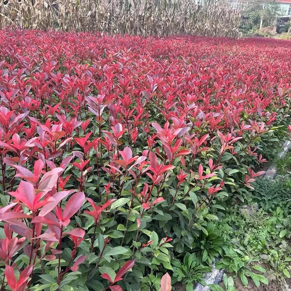 Semillas de photinia Red Robin, orgánicas, resistentes para balcón. jardín de interior, variedades tradicionales, 300pcs