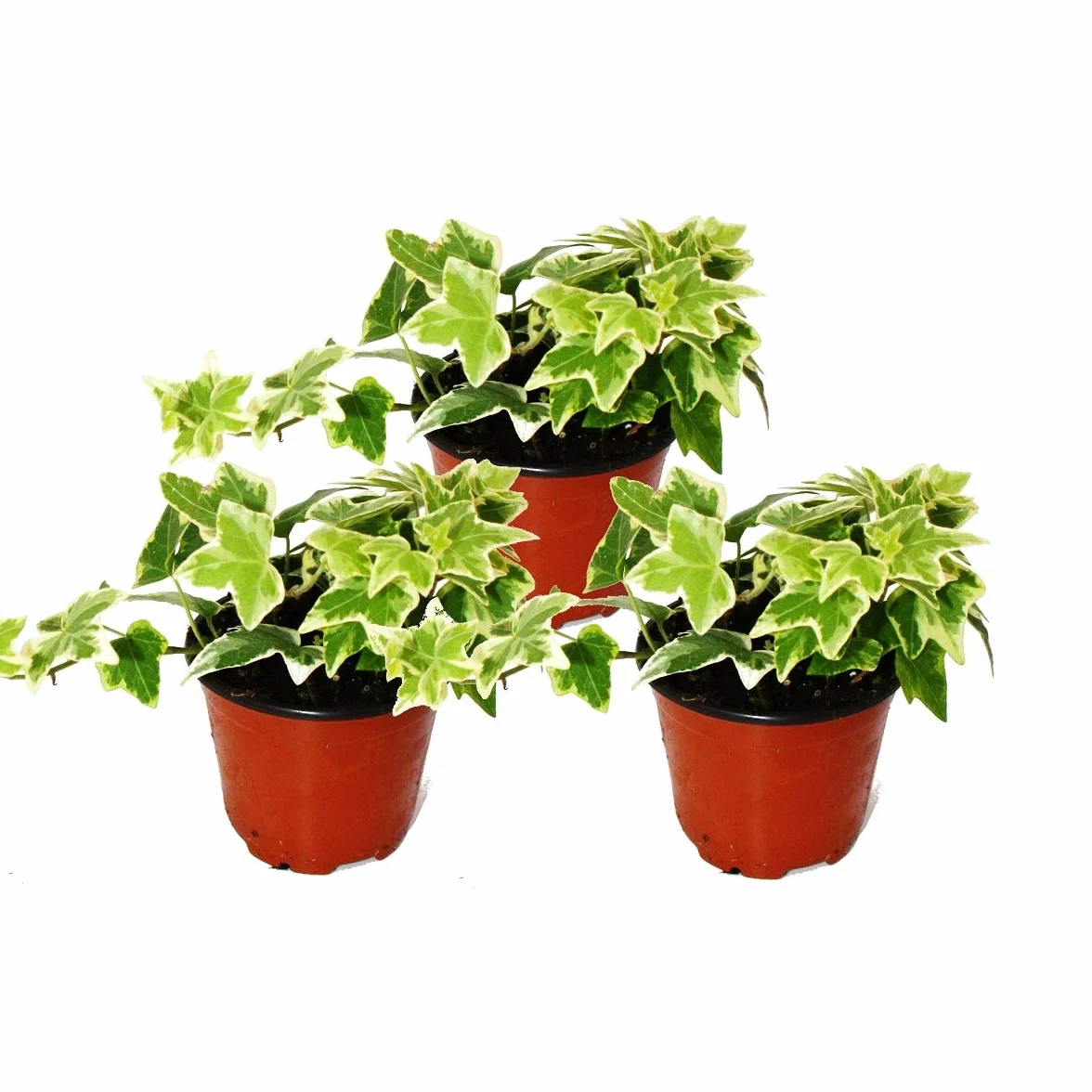 Hedera helix, set of 3, ivy, white coloured leaves, 9cm pot