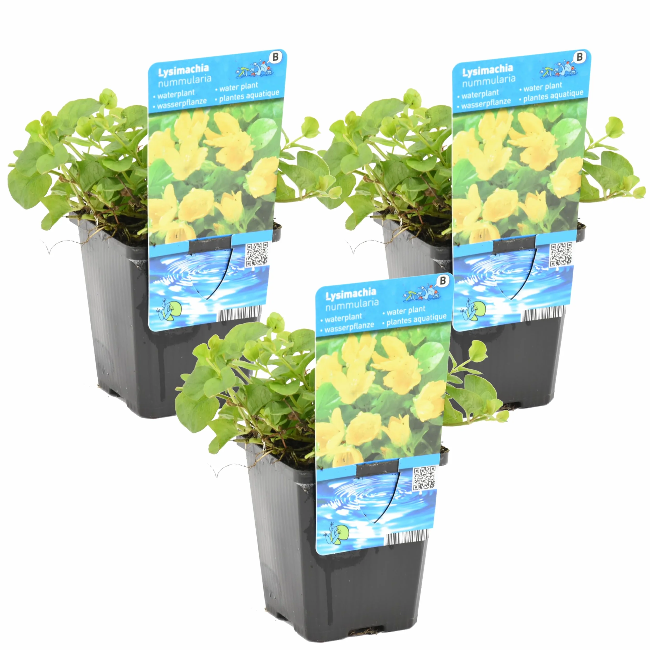 Bloomique - Set de 3 - Lysimachia nummularia - Hierba del dinero/moneda - Plantas de estanque - Acuáticas - Resistente al frío - Altura 10-20 cm - Maceta 9 cm