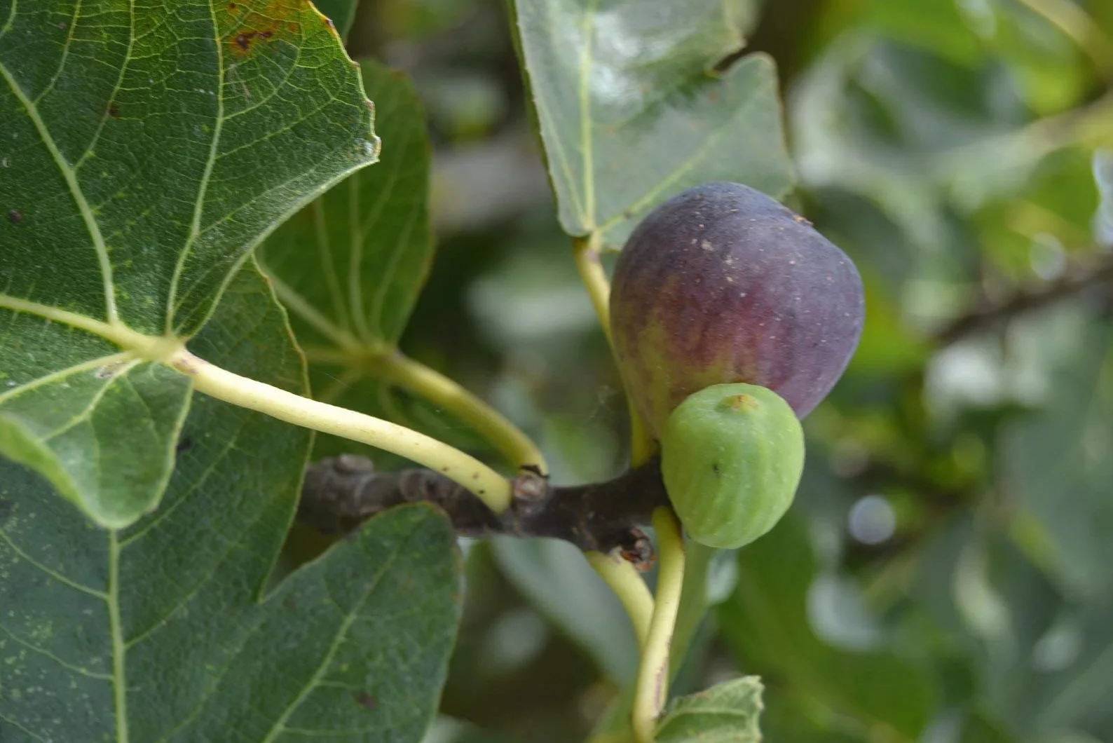 100 Semillas de Higo (Ficus carica)