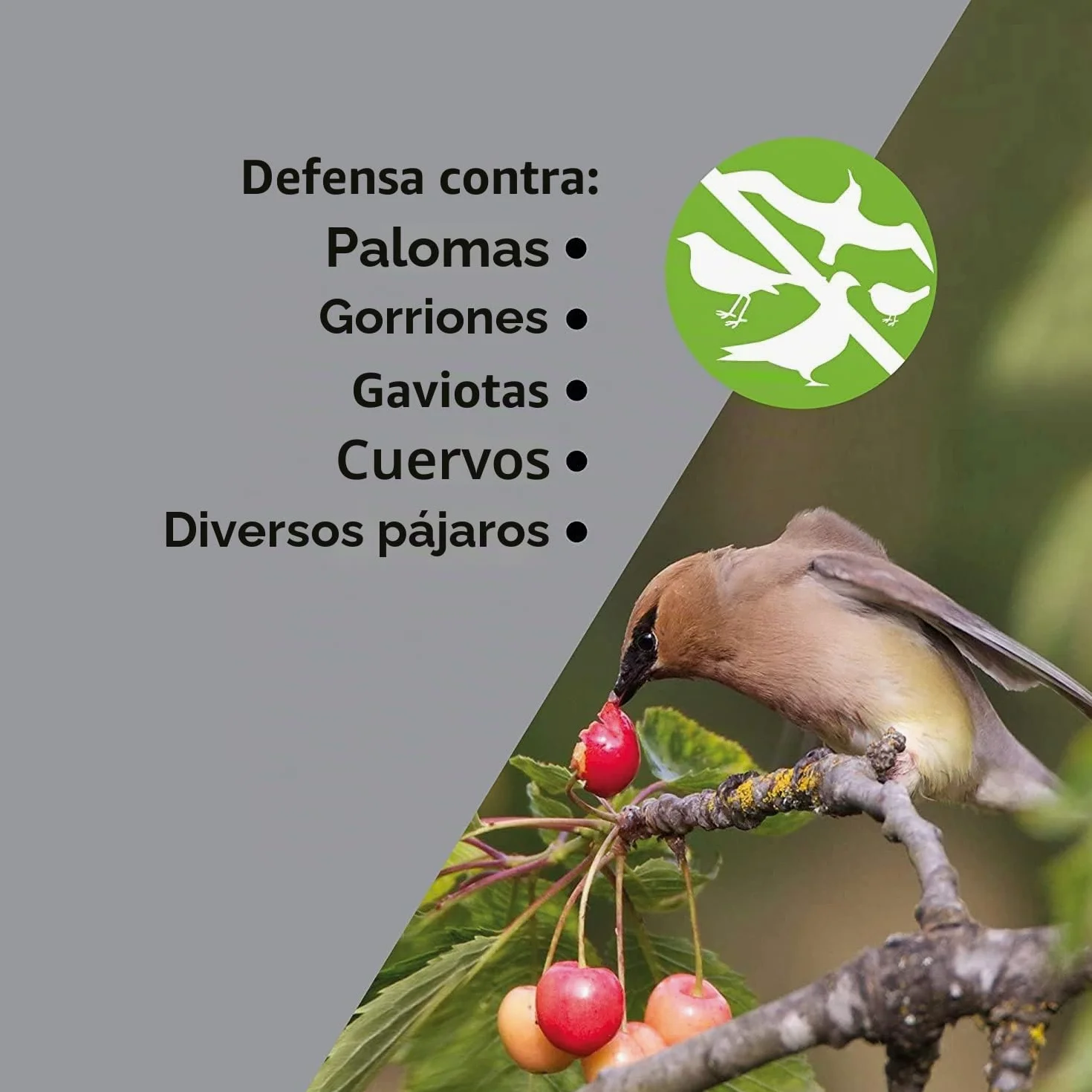 ISOTRONIC Repelente Solar para Aves con acción 4 en 1: Movimiento, ultrasonido, luz Azul y reflectores Plateados. Ahuyentador de Aves y Palomas para balcón y jardín (4 Unidades).