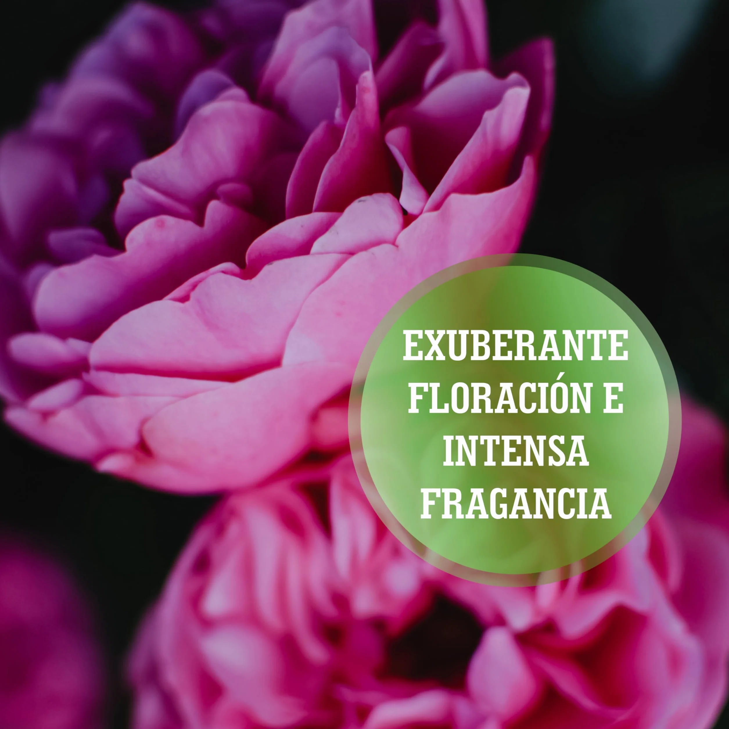 LERAVA® Abono rosales y plantas con flor - 2x800g con tapón dosificador - Crecimiento vigoroso y colores brillantes - fertilizante plantas de exterior o en maceta - abono orgánico 100% Made in Italy