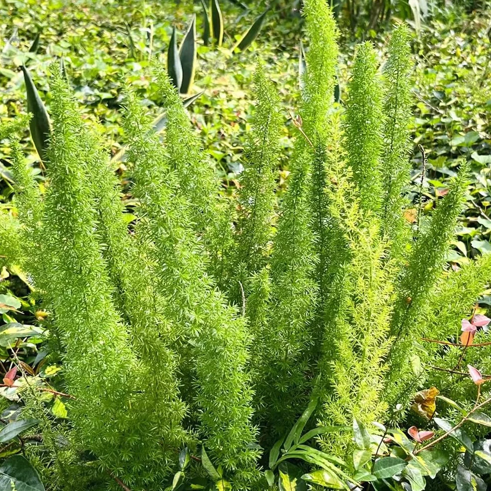 50 Pc Semillas De Plantas De Espárragos Ornamentales - Helecho Cola De Zorra - Regalos Para Jardineros, Decoraciones De Jardín Para Exterior, Espárragos Densiflorus, Regalos Para