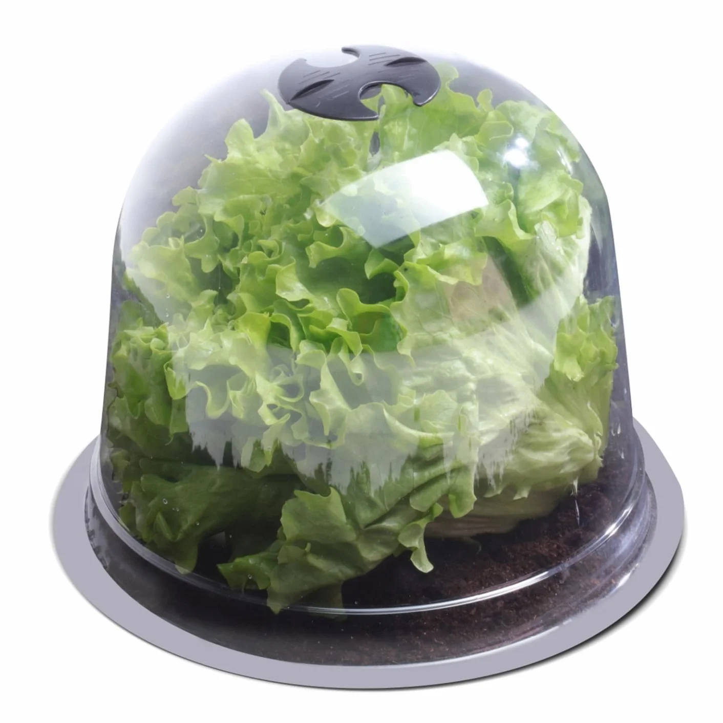 IDMarket - Campana para ensalada x12 invernadero para proteger las plántulas