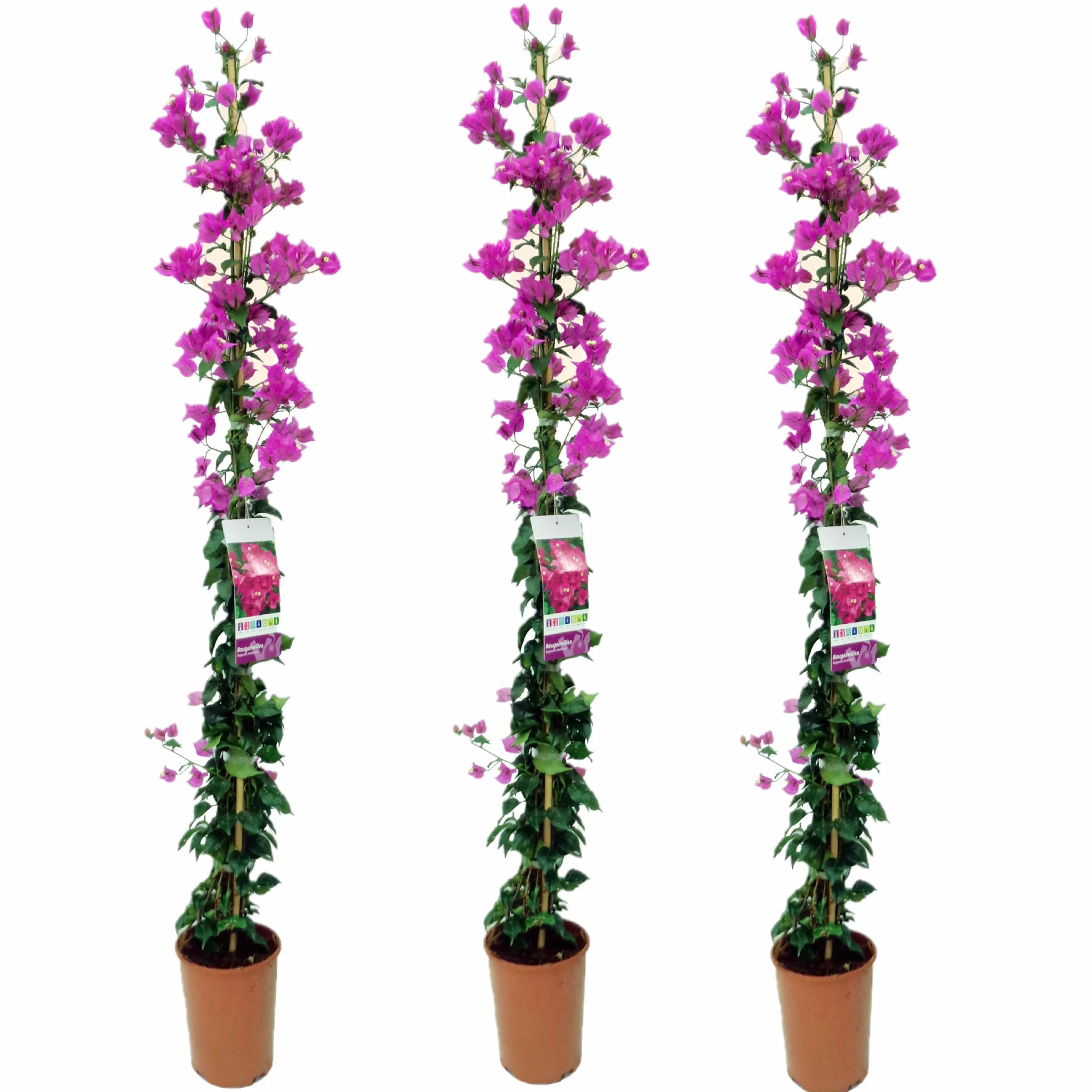 Buganvilla en tutor Planta Natural Trepadora Lila, Pack 3 plantas | Bougainvillea, Planta Viva, Con Tutor, Decorativa